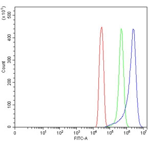 Flow cytometry testing of human SiHa cells with TMEM65 antibody at 1ug/million cells (blocked with goat sera); Red=cells alone, Green=isotype control, Blue= TMEM65 antibody.