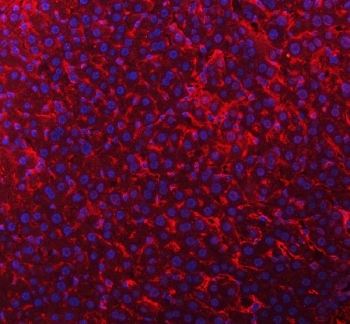 Immunofluorescent staining of FFPE mouse liver tissue with Timd2 antibody (red) and DAPI nuclear stain (blue). HIER: steam section in pH8 EDTA buffer for 20 min.