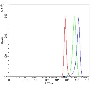 Flow cytometry testing of human HeLa cells with SNCG antibody at 1ug/million cells (blocked with goat sera); Red=cells alone, Green=isotype control, Blue= SNCG antibody.