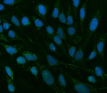 Immunofluorescent staining of FFPE human U-2 OS cells with TMEM88 antibody (green) and DAPI nuclear stain (blue). HIER: steam section in pH6 citrate buffer for 20 min.