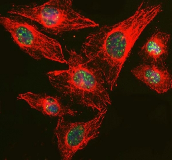 Immunofluorescent staining of FFPE human U-2 OS cells with RBM25 antibody (green), Alpha Tubulin mAb (red) and DAPI nuclear stain (blue). HIER: steam section in pH6 citrate buffer for 20 min.