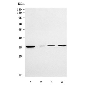 Western blot testing of 1) huma HeLa, 2) rat lung, 3) rat H9C2(2-1) and 4) mouse lung tissue lysate with ST6GALNAC4 antibody. Predicted molecular weight ~34 kDa.