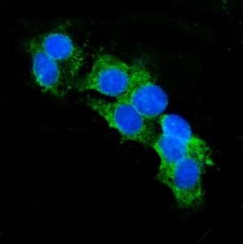 Immunofluorescent staining of FFPE human HepG2 cells with CD13 antibody (green) and DAPI nuclear stain (blue). HIER: steam section in pH6 citrate buffer for 20 min.