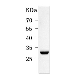 Western blot testing of mouse testis tissue lysate with ODF3 antibody. Predicted molecular weight: 15-28 kDa (multiple isoforms).