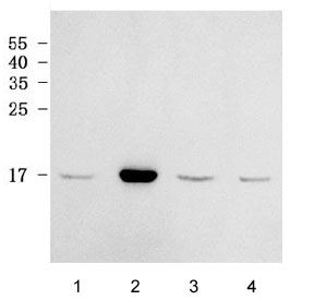 Western blot testing of human 1) HeLa, 2) MCF7, 3) ThP-1 and 4) HL60 cell lysate with RPL38 antibody. Predicted molecular weight ~8 kDa.