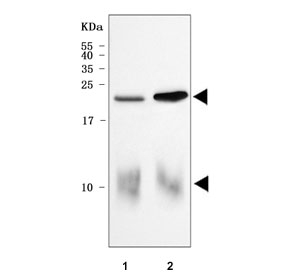 Western blot testing of 1) rat heart and 2) mouse heart tissue lysate with Cardiac Phospholamban antibody. Predicted molecular weight: 6/12/18/24 kDa (monomer/dimer/oligomers).