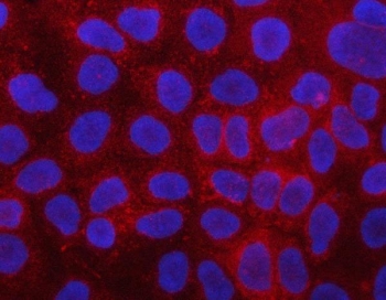 Immunofluorescent staining of FFPE human HL60 cells with PLC-delta-3 antibody (red) and DAPI nuclear stain (blue). HIER: steam section in pH6 citrate buffer for 20 min.