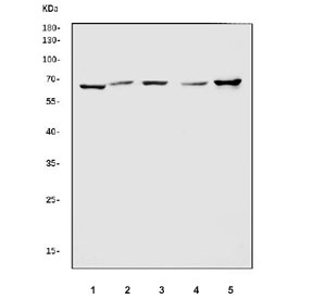 Western blot testing of 1) rat stomach, 2) rat kidney, 3) rat testis, 4) mouse kidney and 5) mouse testis tissue lysate with ATIC antibody. Predicted molecular weight ~65 kDa.