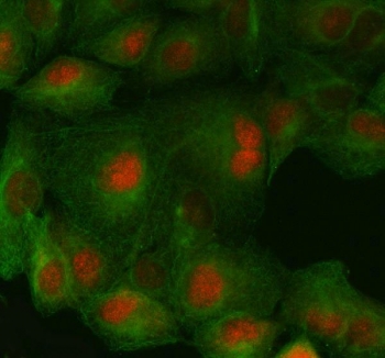 Immunofluorescent staining of FFPE human A549 cells with FAS-associated factor 1 antibody (red) and Beta Tubulin mAb (green). HIER: steam section in pH6 citrate buffer for 20 min.
