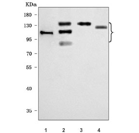 Western blot testing of 1) human HT-1080, 2) human HeLa, 3) human A431 and 4) rat C6 cell lysate with Integrin beta 1 antibody. Expected molecular weight: 88~150 kDa depending on the level of glycosylation.