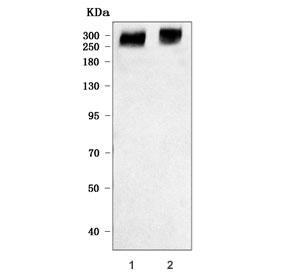 Western blot testing of human 1) placenta and 2) U-2 OS cell lysate with Fibrillin 2 antibody. Predicted molecular weight ~315 kDa and ~158 kDa but it may be observed at higher molecular weights due to glycosylation.