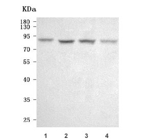 Western blot testing of human 1) HaCaT, 2) PC-3, 3) 293T and 4) U-2 OS cell lysate with Semaphorin 3D antibody. Predicted molecular weight ~90 kDa.