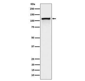 Western blot testing of lysate from pervanadate-treated human Jurkat cells with Phospho-CBL antibody.