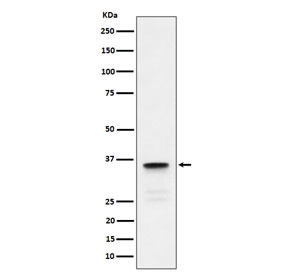 Western blot testing of human testis tissue lysate with LDHC antibody. Predicted molecular weight ~36 kDa.