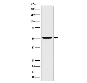 Western blot testing of human HepG2 cell lysate with HNF4A antibody. Predicted molecular weight ~50 kDa.