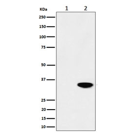 Western blot testing of lysate from 1) untreated and 2) Calyculin A-treated human HeLa cells with Phospho-Nucleophosmin antibody.