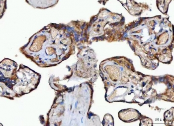 IHC staining of FFPE human placental tissue with MOCS2 antibody. HIER: boil tissue sections in pH8 EDTA for 20 min and allow to cool before testing.