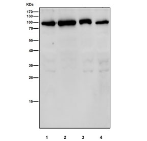 Western blot testing of human 1) Jurkat, 2) HepG2, 3) MCF7 and 4) SH-SY5Y cell lysate with GFAT antibody. Predicted molecular weight ~79 kDa.