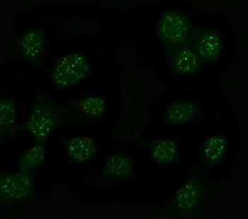 Immunofluorescent staining of FFPE human U-2 OS cells with MYT1L antibody (red) and DAPI nuclear stain (blue). HIER: steam section in pH6 citrate buffer for 20 min.