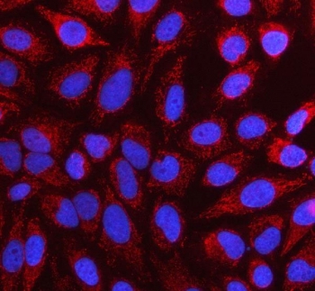 Immunofluorescent staining of FFPE human HeLa cells with NUBP1 antibody (red) and DAPI nuclear stain (blue). HIER: steam section in pH6 citrate buffer for 20 min.