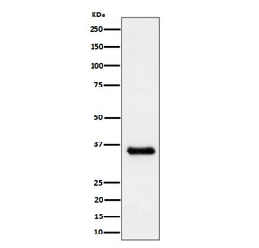 Western blot testing of human A431 cell lysate with CCNH antibody. Predicted molecular weight ~38 kDa.