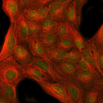 Immunofluorescent staining of FFPE human U-2 OS cells with MFAP1 antibody (green) and Beta Tubulin mAb (red). HIER: steam section in pH6 citrate buffer for 20 min.