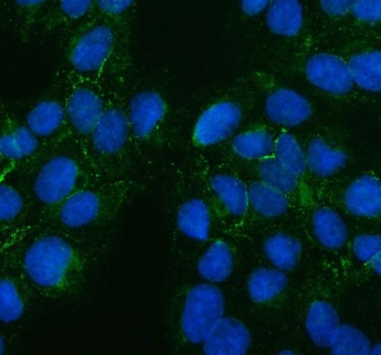 Immunofluorescent staining of FFPE human U-2 OS cells with PTH2R antibody (green) and DAPI nuclear stain (blue). HIER: steam section in pH6 citrate buffer for 20 min.
