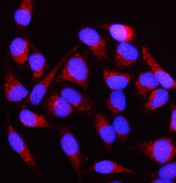 Immunofluorescent staining of FFPE human HeLa cells with NUBPL antibody (red) and DAPI nuclear stain (blue). HIER: steam section in pH6 citrate buffer for 20 min.