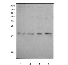 Western blot testing of human 1) LNCaP, 2) U-2 OS, 3) Caco-2 and 4) A431 cell lysate with NME6 antibody. Predicted molecular weight: ~13/18/21 kDa (multiple isoforms).