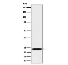 Western blot testing of human HEK293 cell lysate with ARFRP1 antibody. Predicted molecular weight ~23 kDa.