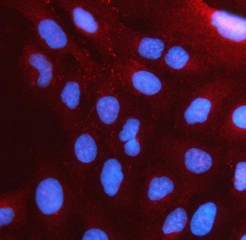 Immunofluorescent staining of FFPE human U-2 OS cells with PSTPIP2 antibody (red) and DAPI nuclear stain (blue). HIER: steam section in pH6 citrate buffer for 20 min.