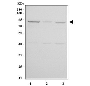 Western blot testing of human 1) K562, 2) Caco-2 and 3) HEL cell lysate with PUS7L antibody. Predicted molecular weight ~81 kDa.