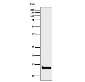 Western blot testing of human U-87 MG with CSTB antibody. Predicted molecular weight ~11 kDa.