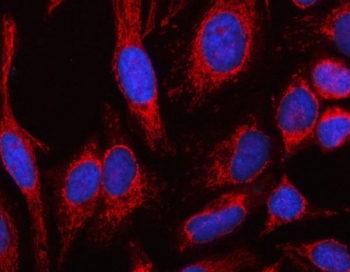 Immunofluorescent staining of FFPE human HeLa cells with MSLNL antibody (red) and DAPI nuclear stain (blue). HIER: steam section in pH6 citrate buffer for 20 min.