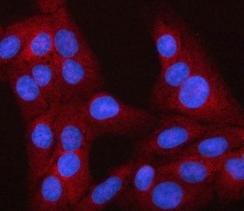 Immunofluorescent staining of FFPE human U-2 OS cells with LEKR1 antibody (red) and DAPI nuclear stain (blue). HIER: steam section in pH6 citrate buffer for 20 min.