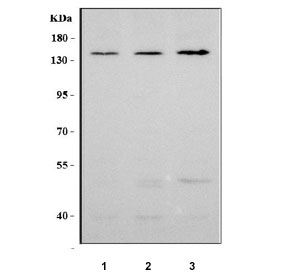 Western blot testing of human 1) HeLa, 2) A549 and 3) PC-3 cell lysate with Neuropilin 1 antibody. Expected molecular weight: 102-130 kDa.