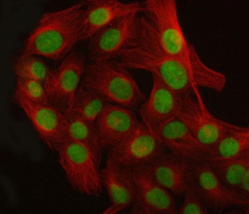 Immunofluorescent staining of FFPE human U-2 OS cells with LUC7L3 antibody (green) and Beta Tubulin mAb (red). HIER: steam section in pH6 citrate buffer for 20 min.