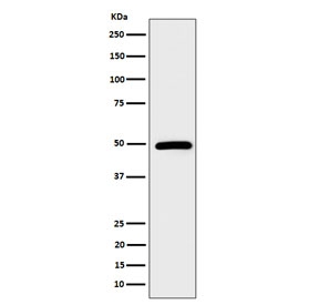 Western blot testing of human HeLa cell lysate with STAMBP antibody. Predicted molecular weight ~48 kDa.