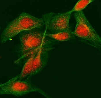 Immunofluorescent staining of FFPE human HeLa cells with LDOC1 antibody (red) and Beta Tubulin mAb (green). HIER: steam section in pH6 citrate buffer for 20 min.