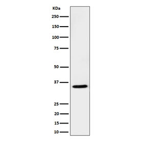 Western blot testing of human Jurkat cell lysate with USF1 antibody. Predicted molecular weight ~34 kDa.