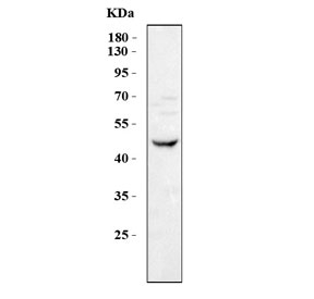 Western blot testing of human U-87 MG cell lysate with PAFAH1B1 antibody. Predicted molecular weight ~47 kDa.