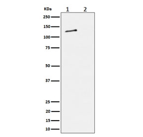 Western blot testing of lysate from 1) human HeLa cells and 2) human HeLa cells treated with alkaline phosphatase, using phospho-MCM2 antibody.