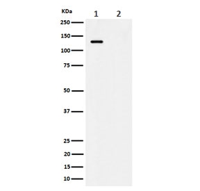 Western blot testing of lysate from 1) human HeLa cells and 2) human HeLa cells treated with alkaline phosphatase, using phospho-MCM2 antibody.
