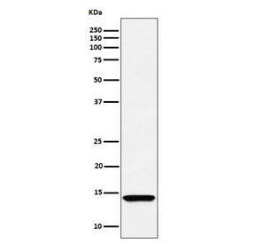 Western blot testing of human HEK293 cell lysate with HINT1 antibody. Expected molecular weight ~14 kDa.
