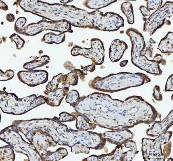 IHC staining of FFPE human placental tissue with RPL18 antibody. HIER: boil tissue sections in pH8 EDTA for 20 min and allow to cool before testing.