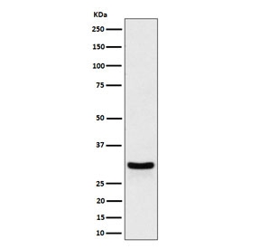 Western blot testing of human HeLa cell lysate with FRAT1 antibody. Predicted molecular weight ~29 kDa.