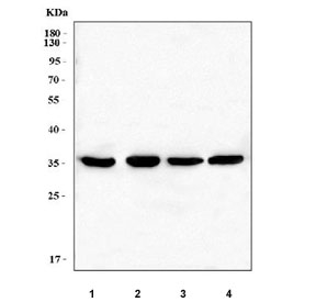 Western blot testing of 1) rat liver, 2) rat RH35, 3) mouse liver and 4) mouse NIH 3T3 cell lysate with LRRC59 antibody. Predicted molecular weight ~35 kDa.