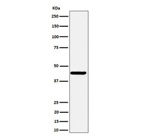 Western blot testing of human SH-SY5Y cell lysate with NODAL antibody. Predicted molecular weight ~40 kDa.