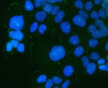 Immunofluorescent staining of FFPE human A431 cells with PARD6B antibody (green) and DAPI nuclear stain (blue). HIER: steam section in pH6 citrate buffer for 20 min.