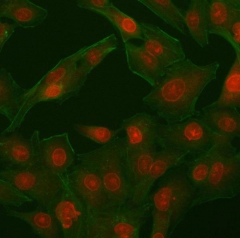 Immunofluorescent staining of FFPE human A549 cells with PHF11 antibody (red) and Phalloidin (green). HIER: steam section in pH6 citrate buffer for 20 min.
